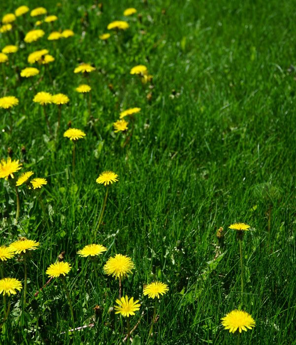 A image featuring vibrant yellow dandelions blooming in a lush green grassy field.