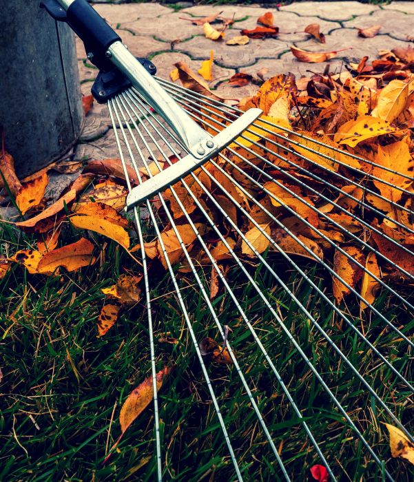 A person using a rake to gather fallen leaves from the ground in a garden setting.