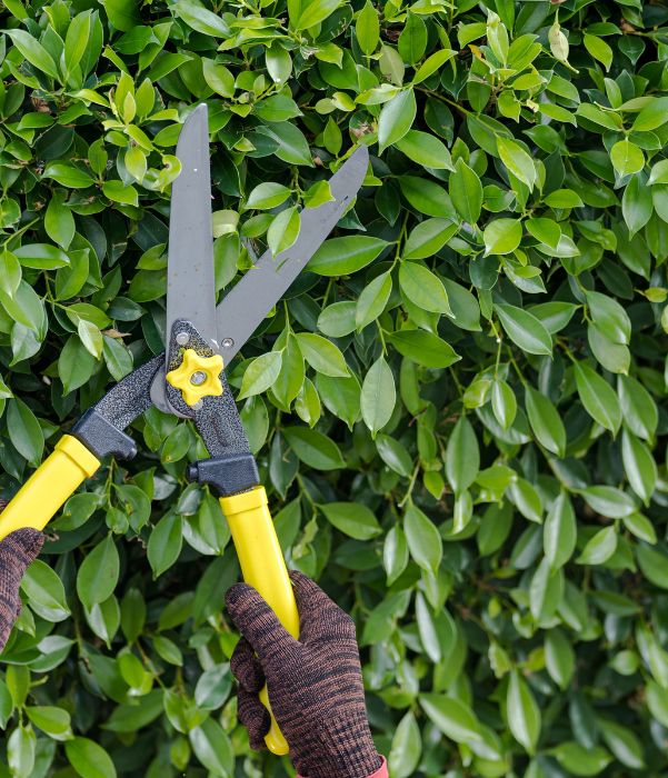 A person wearing gloves is trimming a hedge with a pair of scissors in a garden setting.