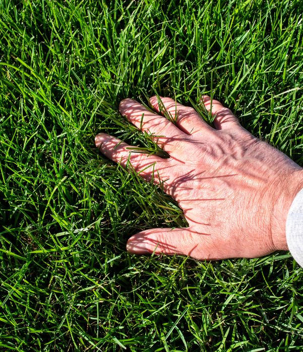 A hand extends towards lush green grass, symbolizing a connection with nature.