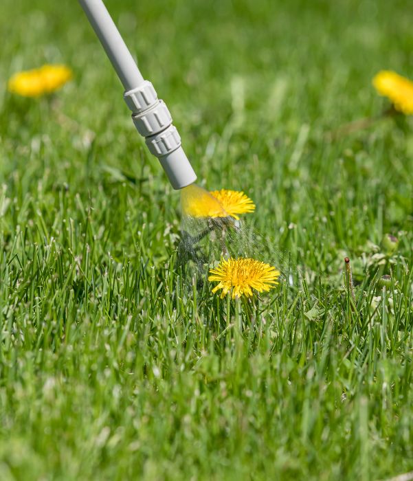 A person waters a dandelion using a garden hose, nurturing the plant in a sunny outdoor setting.