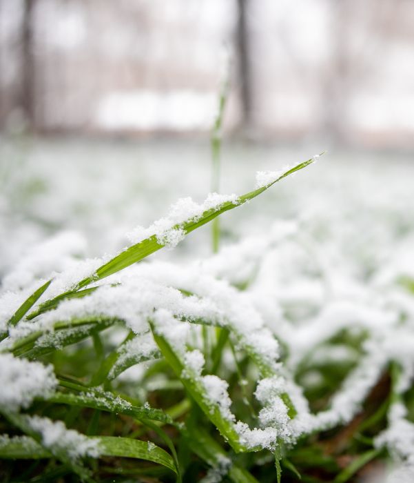 A layer of snow covers green grass, creating a serene winter landscape.