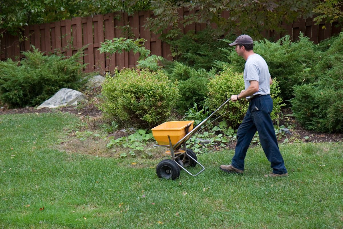 A person pushes a yellow garden spreader across a green lawn, surrounded by shrubs and a wooden fence in the background.
