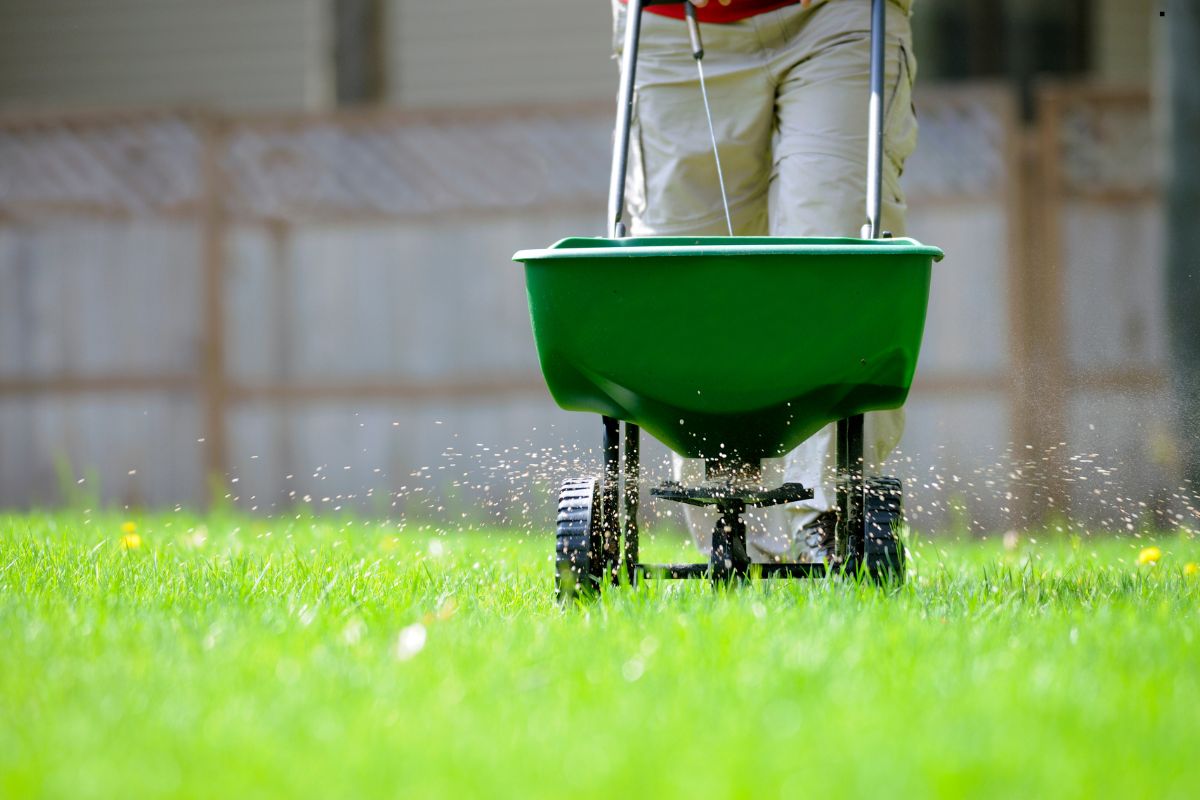 A person pushes a green lawn spreader across a bright green lawn, distributing granules of fertilizer as sunlight shines.